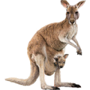 kangaroo rose tattoo png transparent images #39247