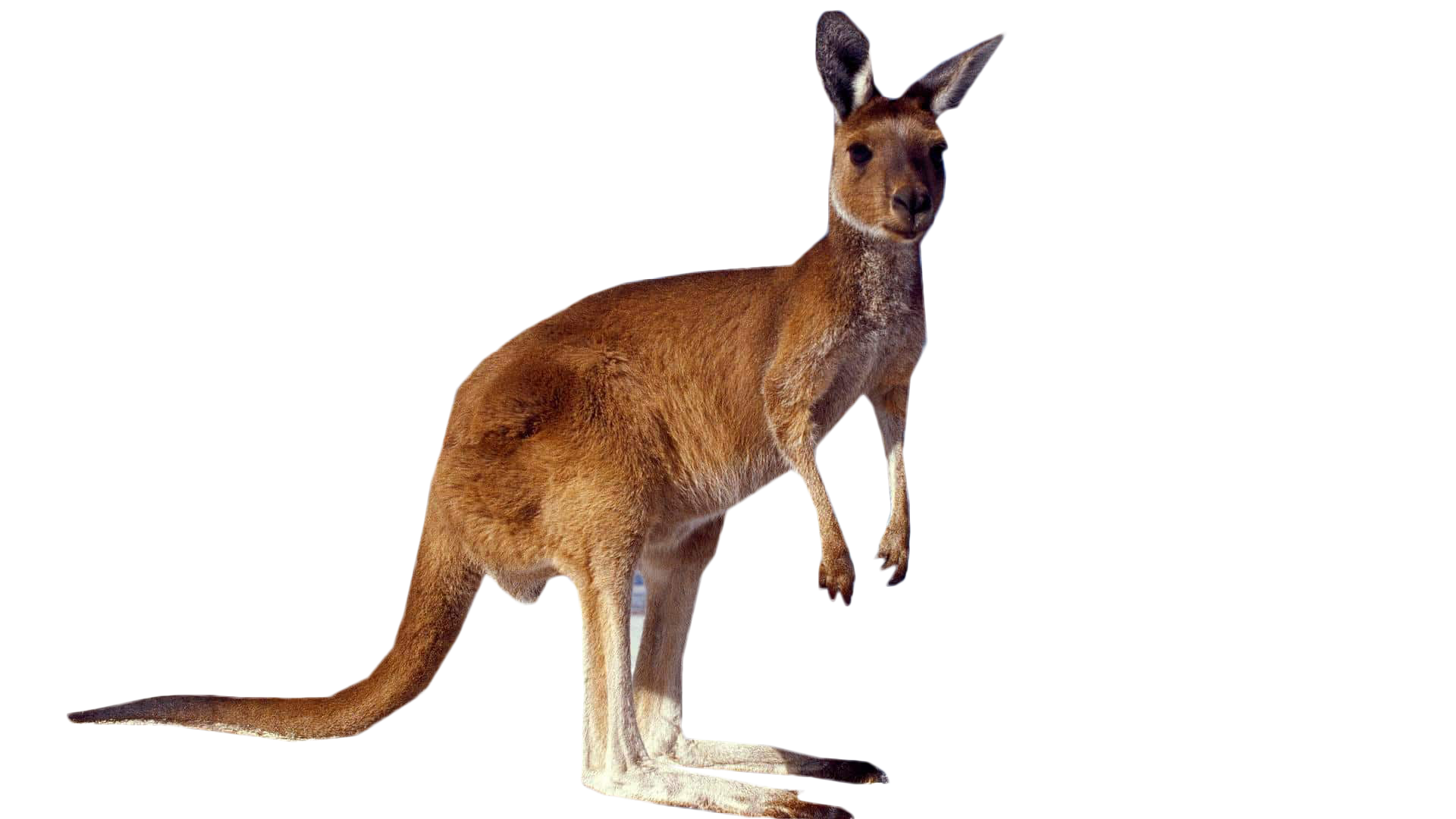 kangaroo standing png image transparent #39223