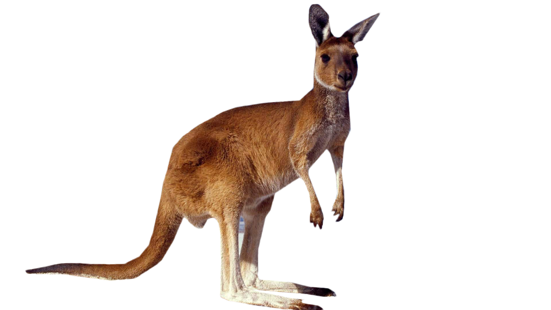 Kangaroo