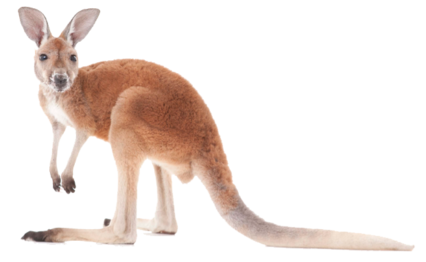 Kangaroo