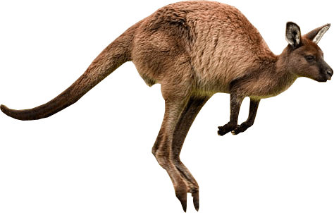 kangaroo transparent image png images #39229