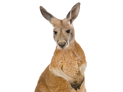 kangaroo transparent images #39225