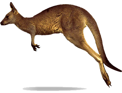 kangaroo transparent quality images png only #39224