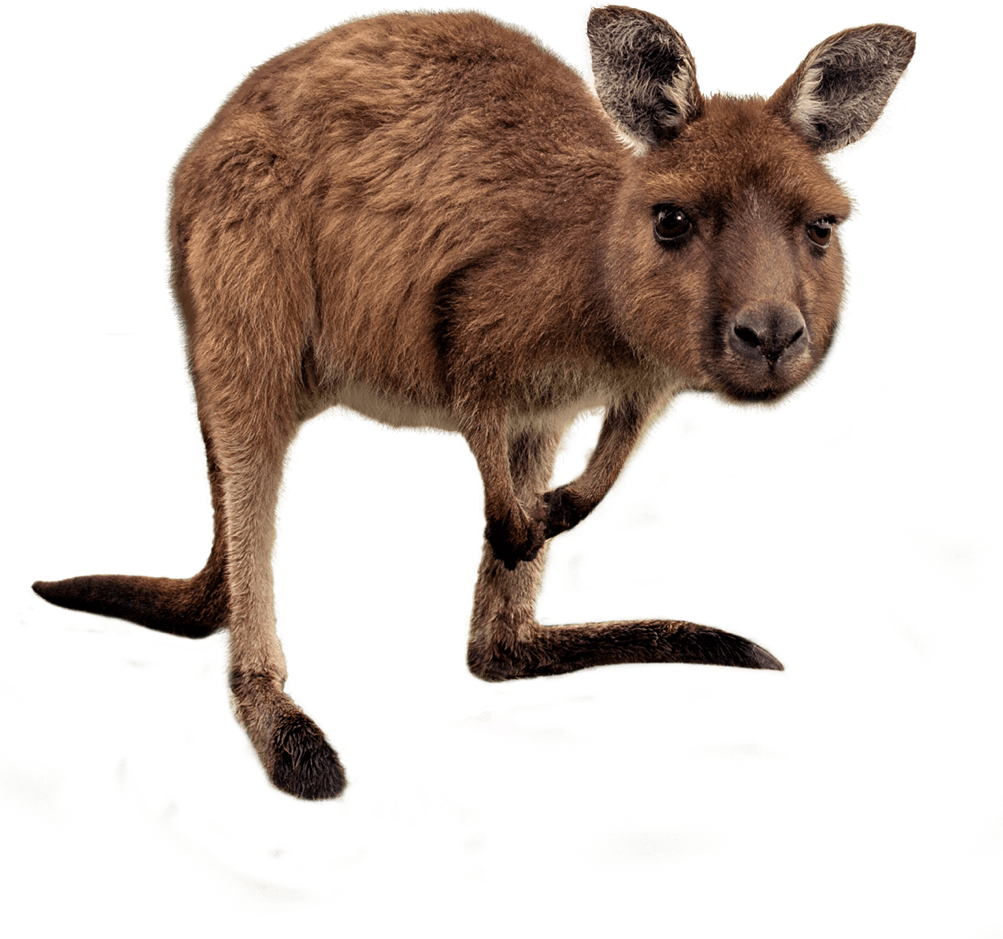kangaroo walk about australia #39233