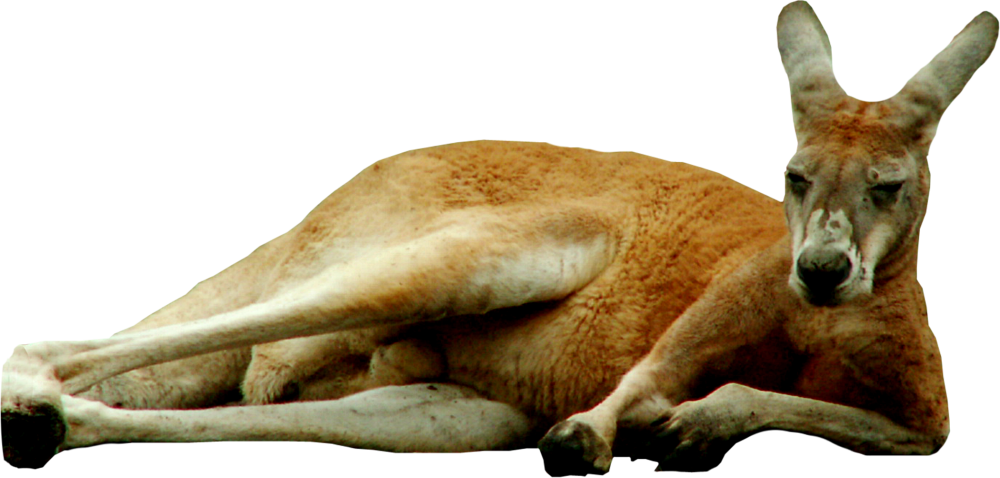 relaxing kangaroo image transparent #39239