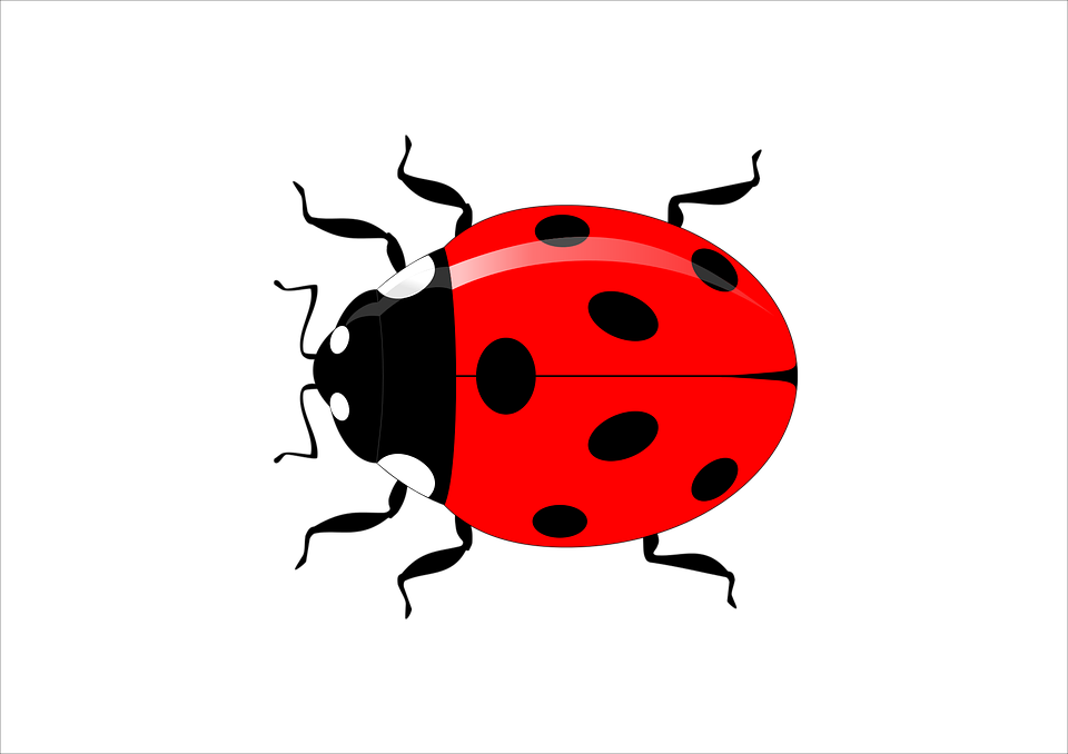 ladybug insect vector vector graphic pixabay #29633