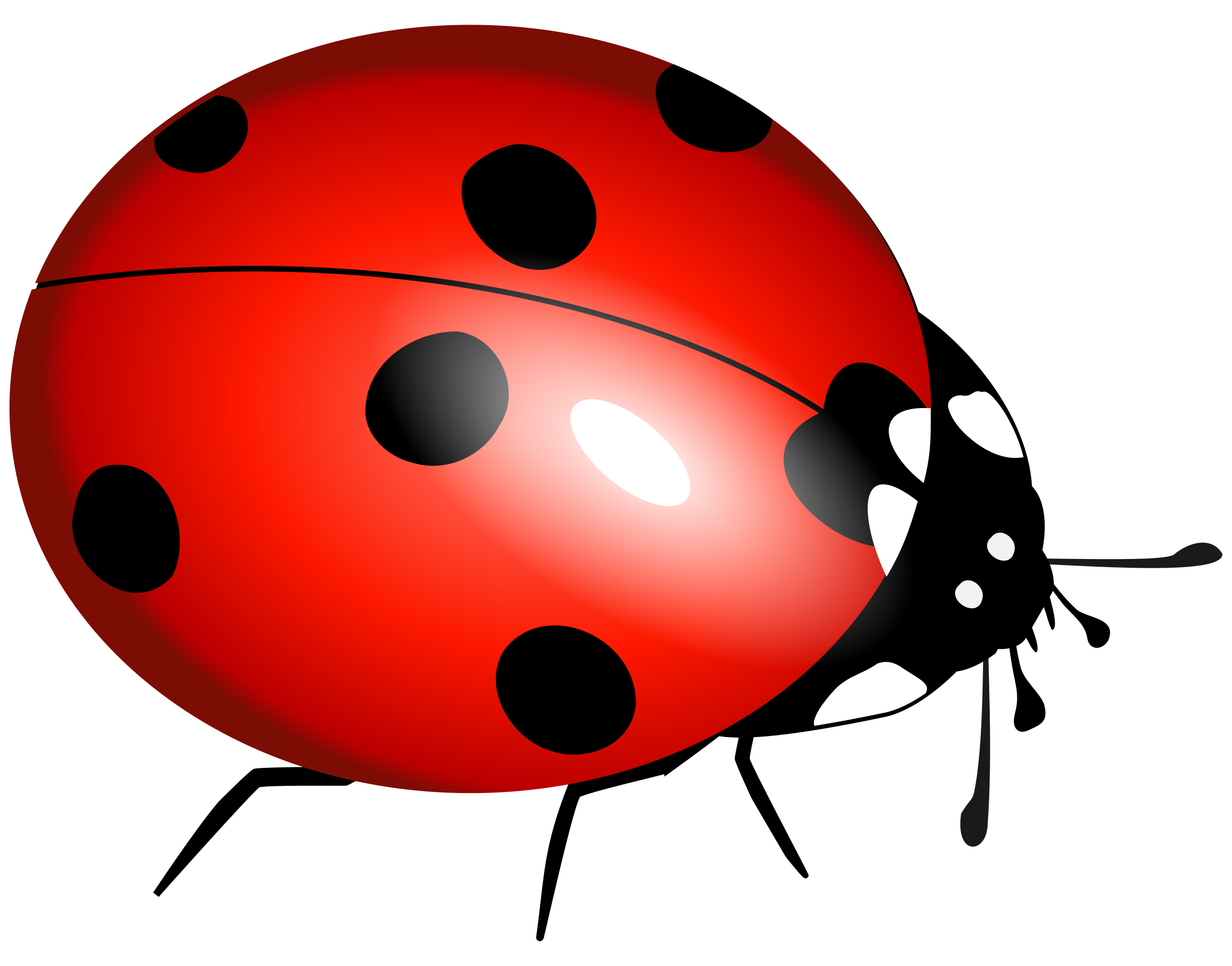 Desenho ladybug png