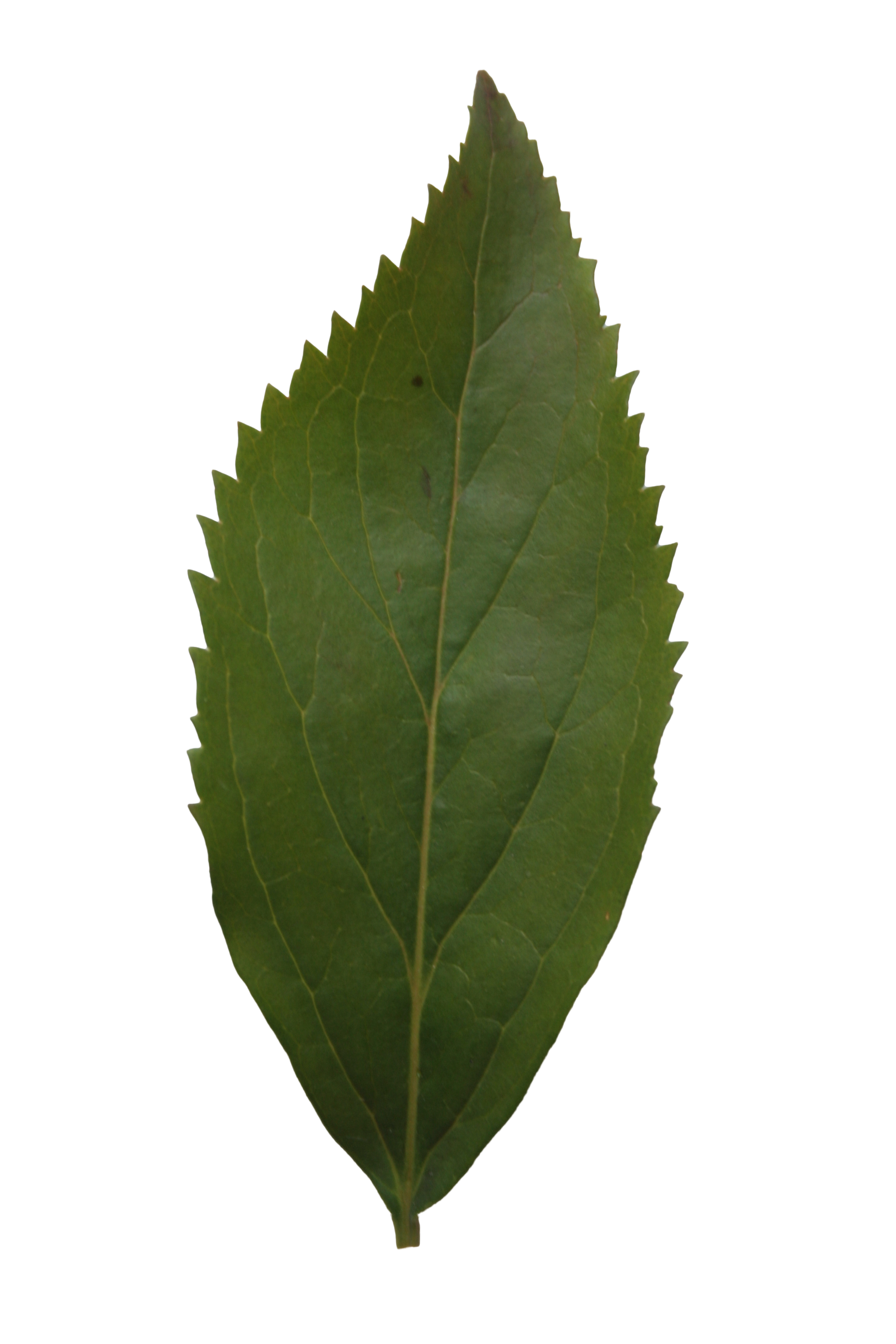 leaf texture cut out png #9866
