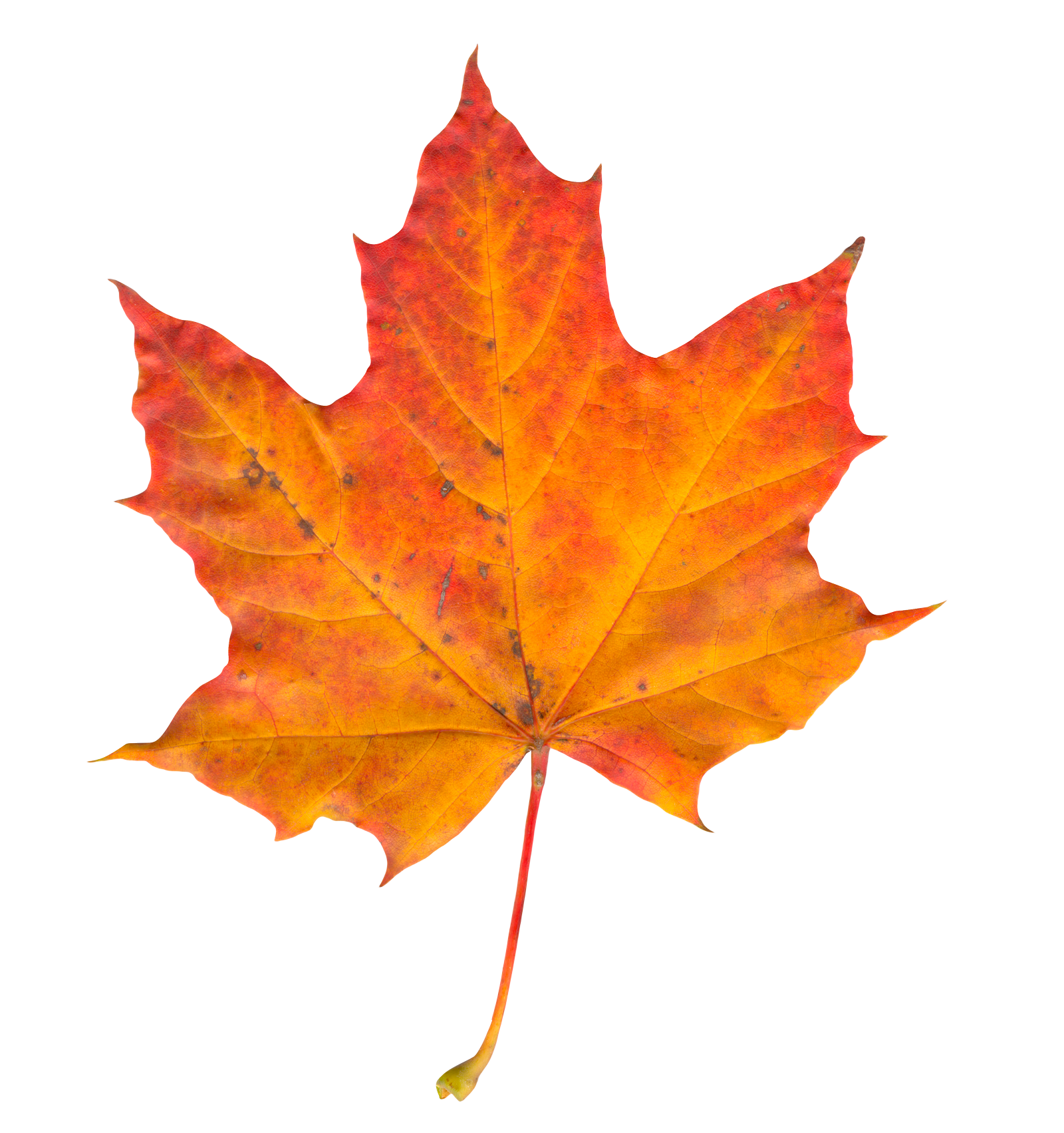 Leaf Png