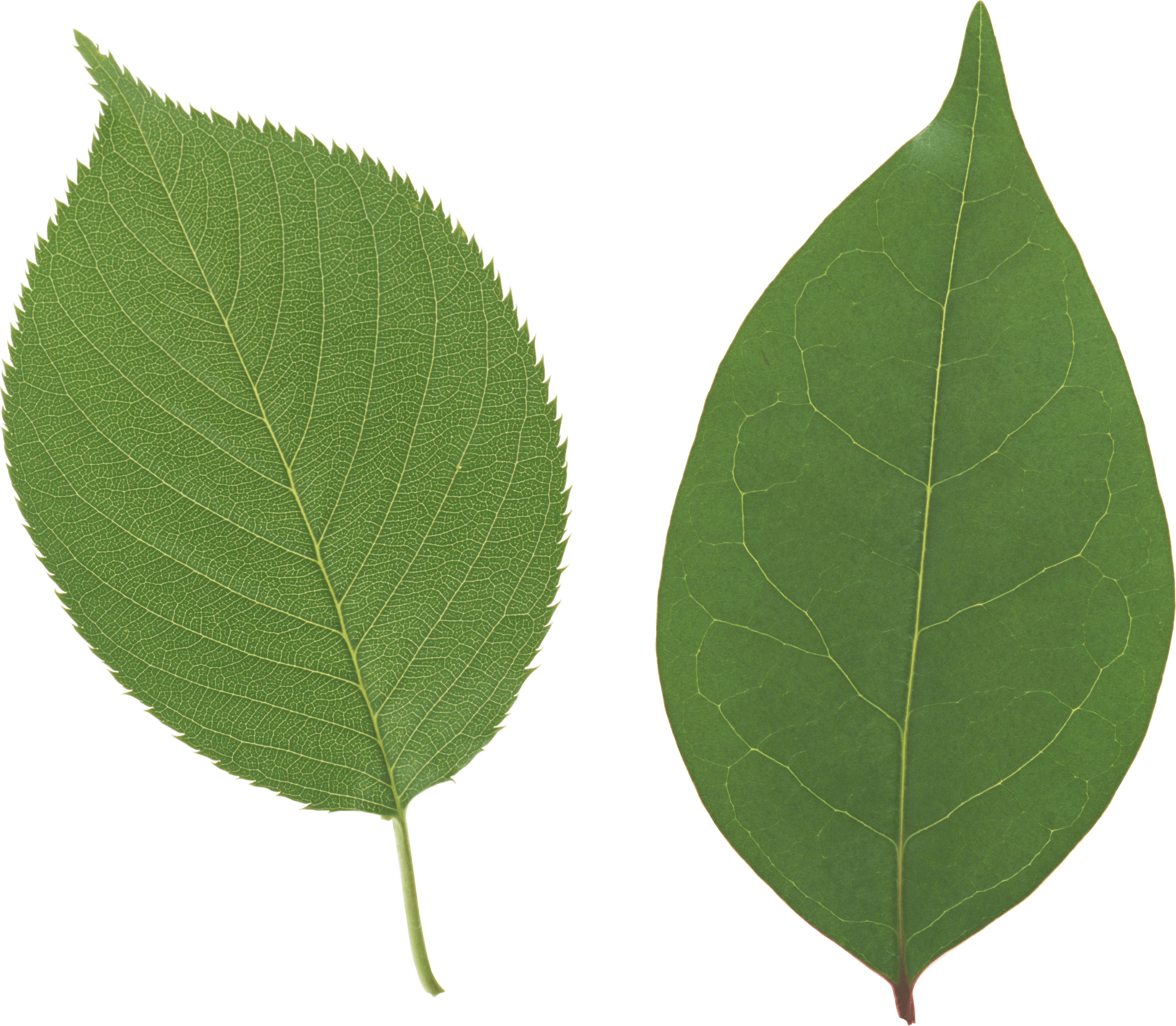 close up of two leaf transparent png #9842