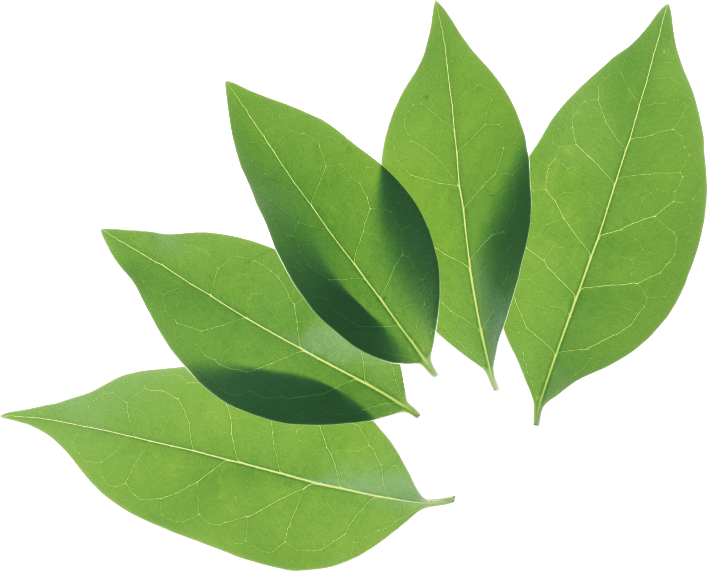 download green tree leafs png #9861