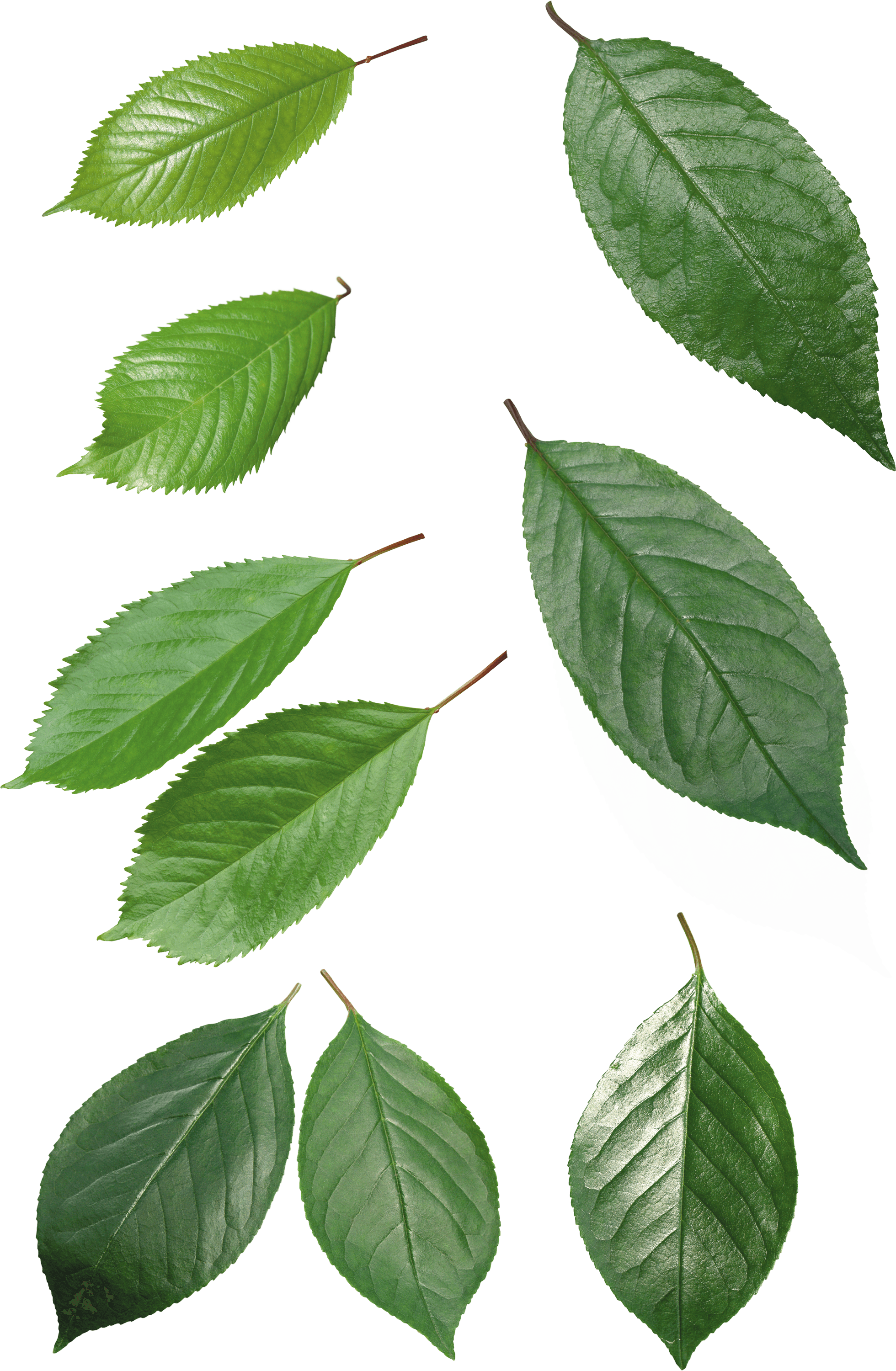 different types of leaves png #9864