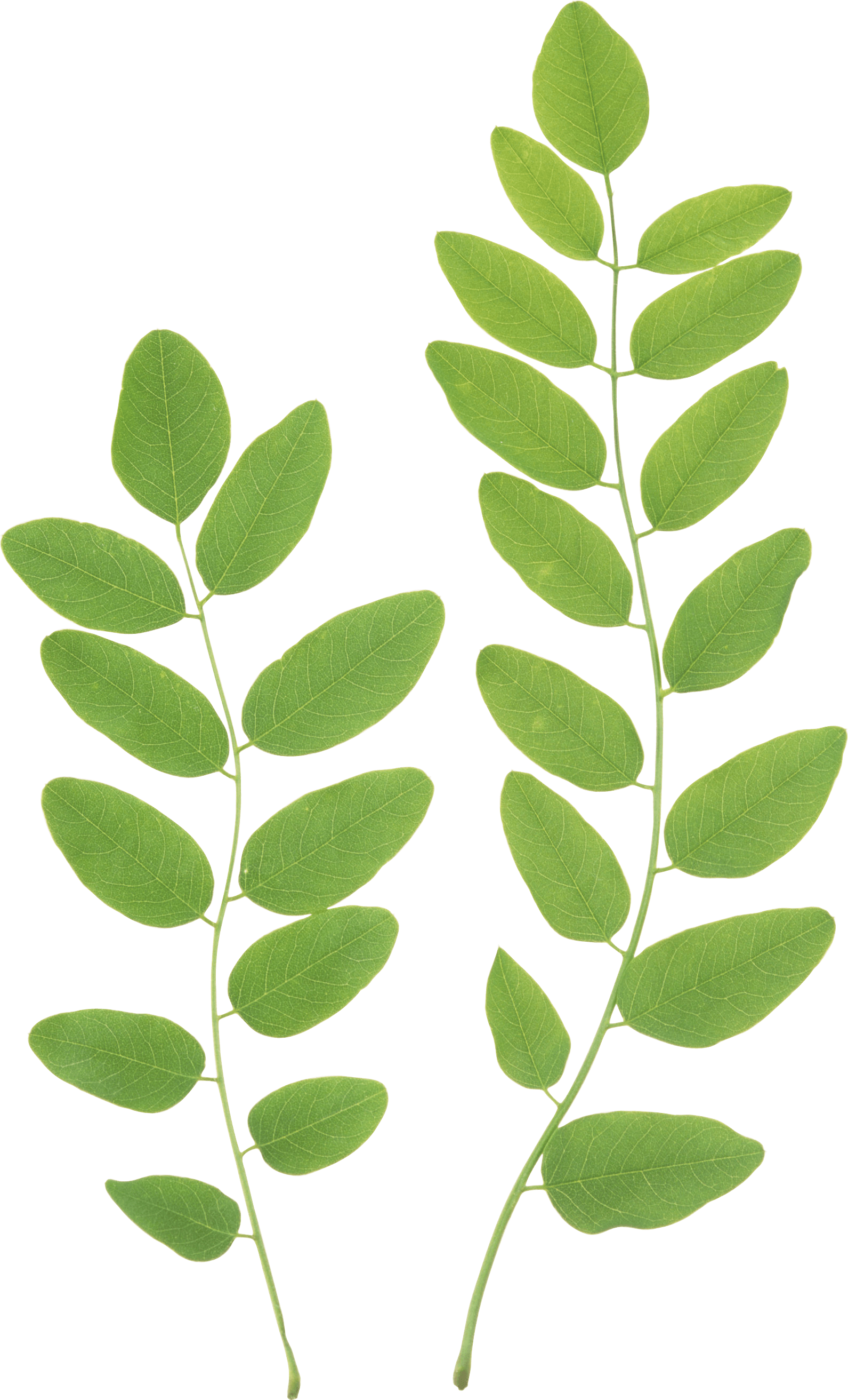 Leaf Png