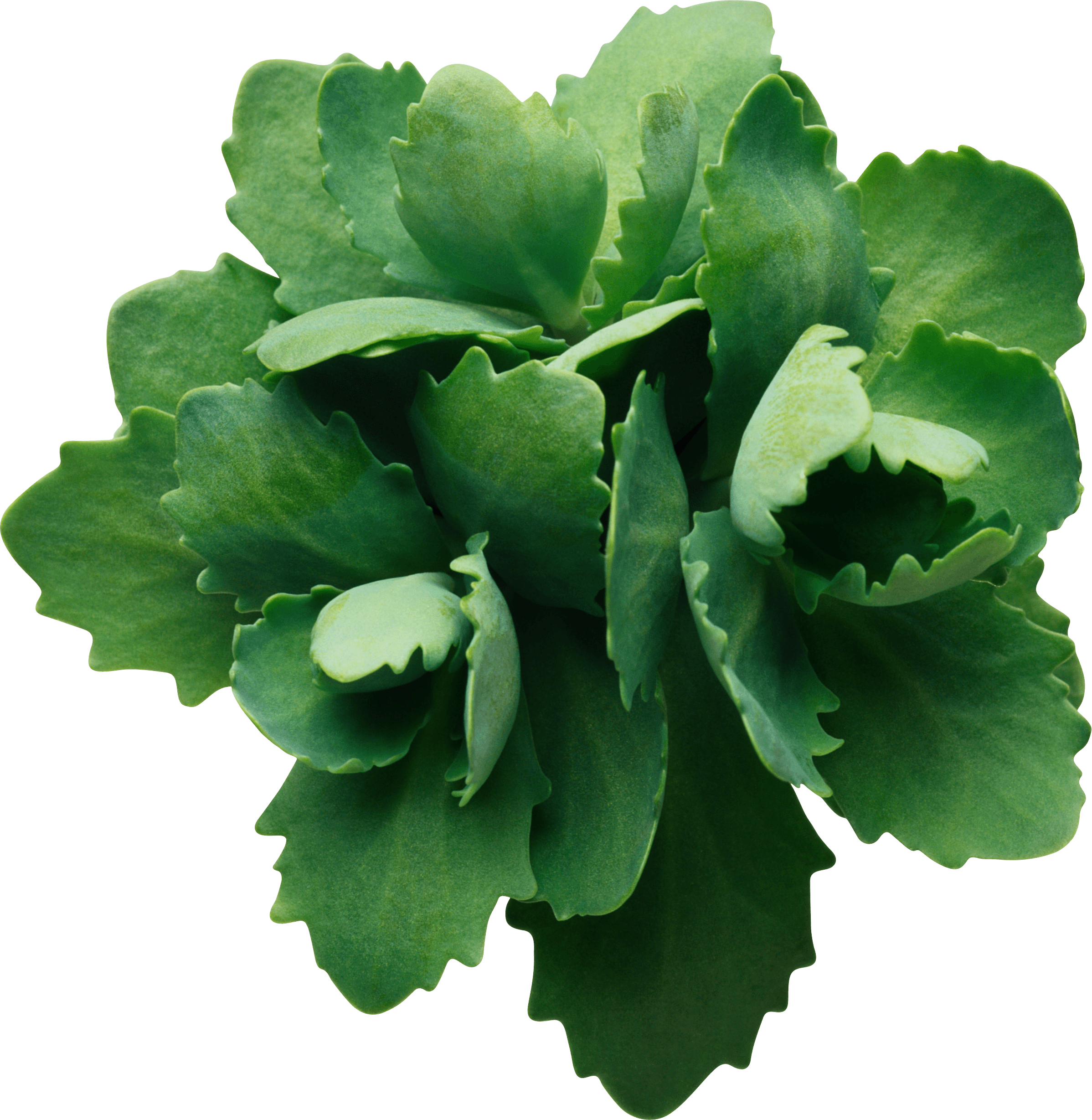 plant with green leaves growing on it png #9873