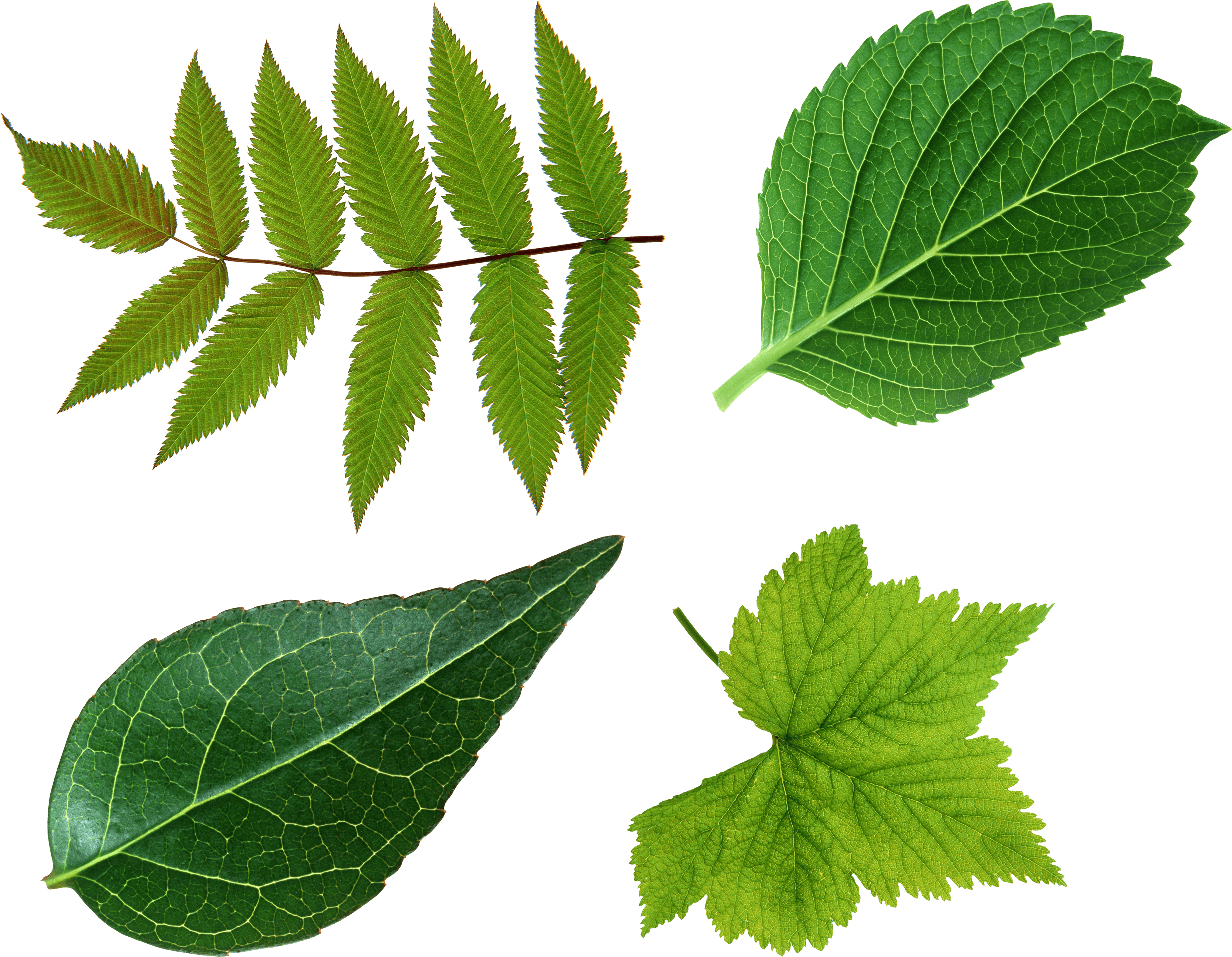 different types of leaf png transparent background #9846