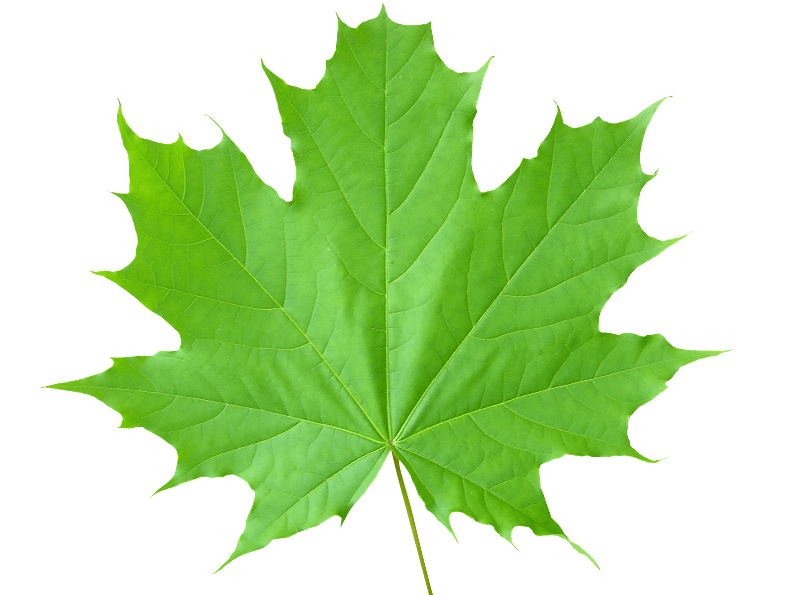 green leaf transparent background #9849