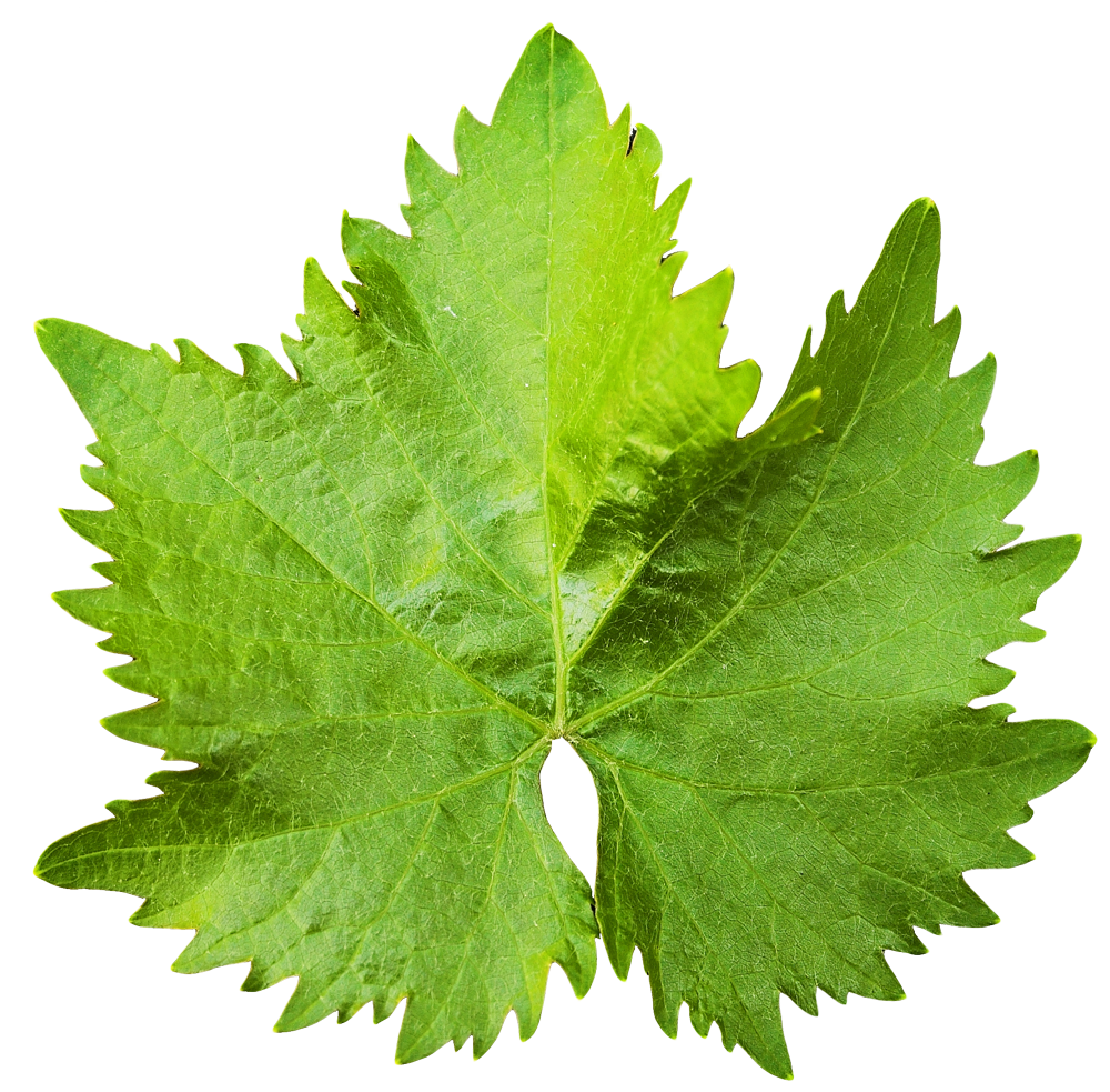 high resolution grape vine leaves transparent #9863