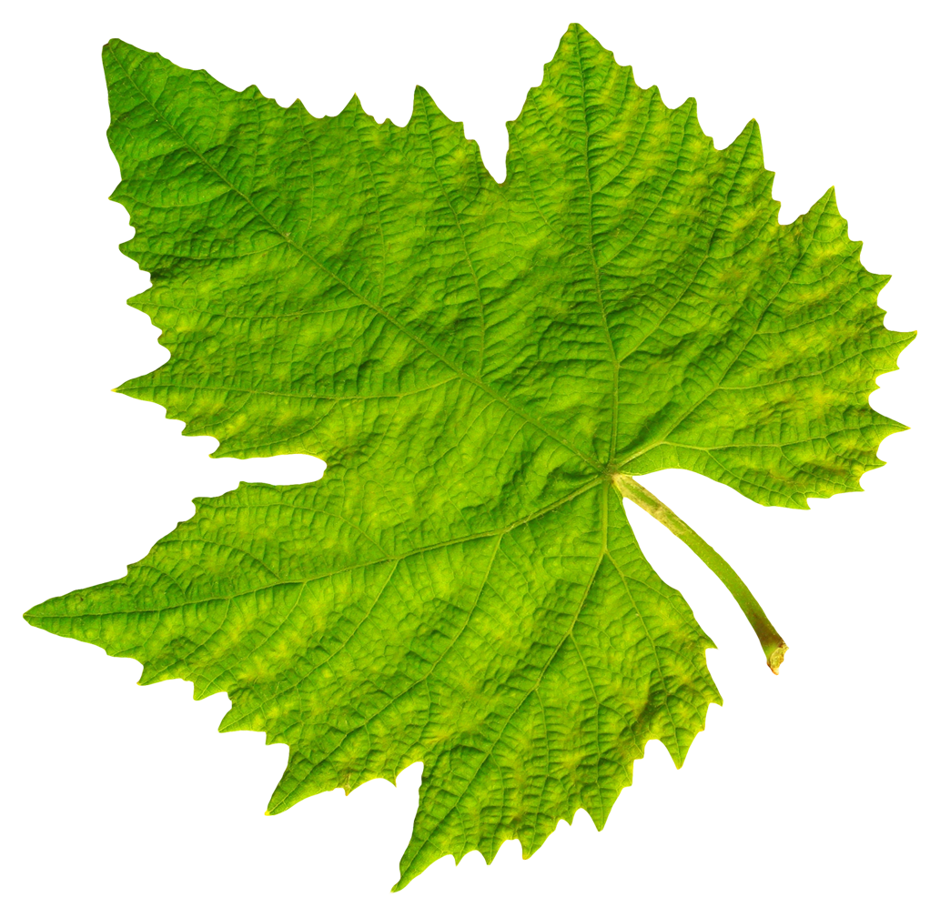 grape vine leaf png image #9848