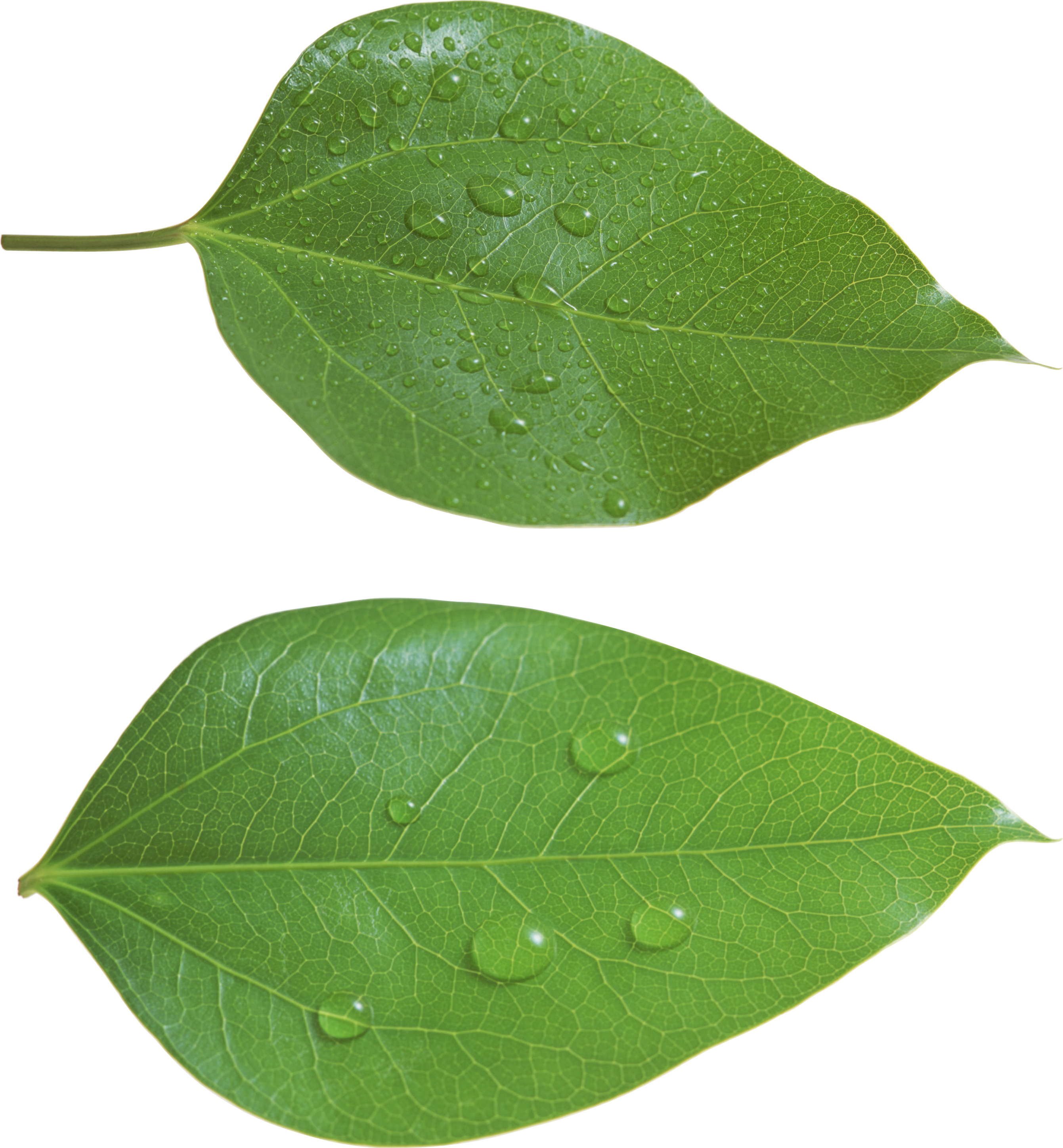 green leaf leaves with drops transarent background #9845