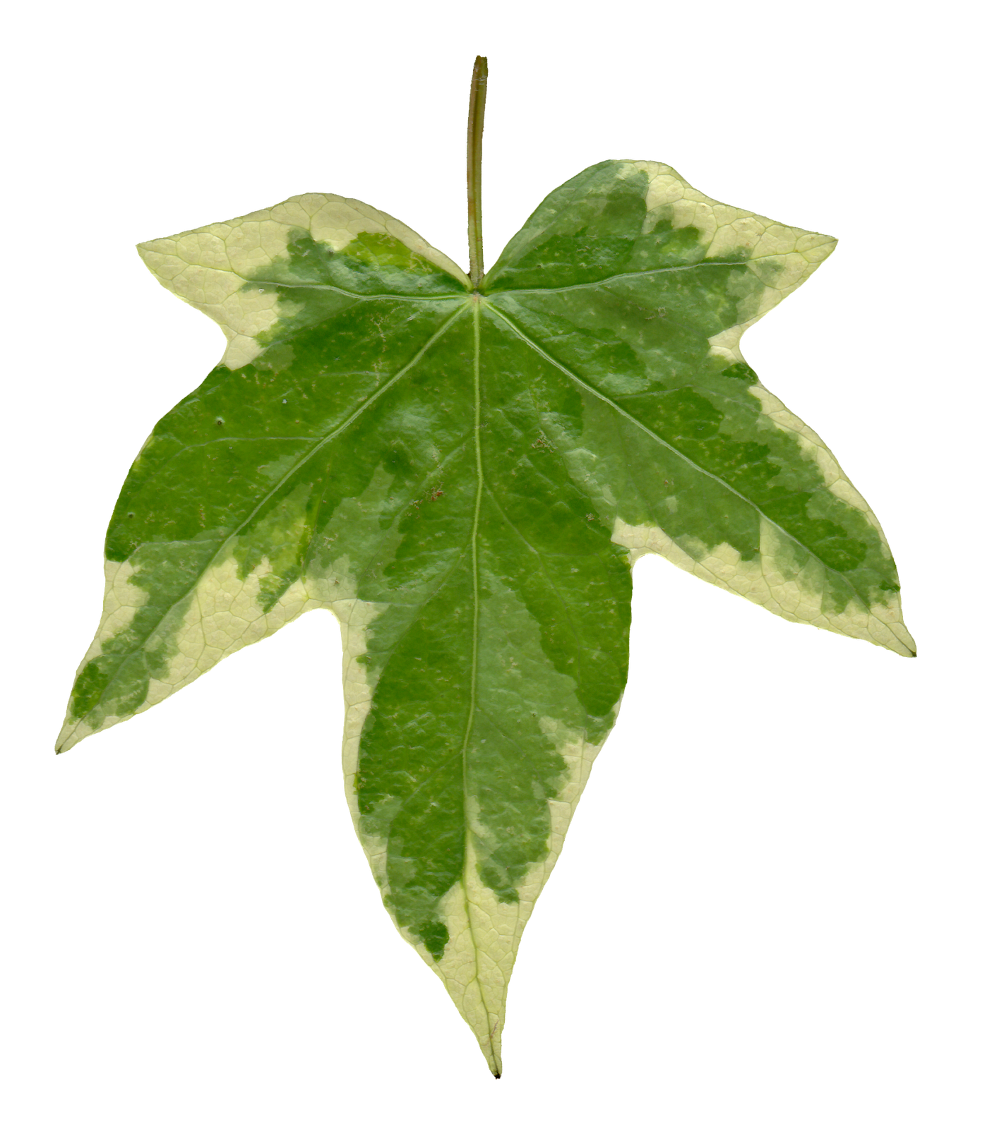 leaf png transparent background #9858