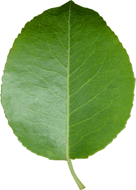 single green leaf png #9860