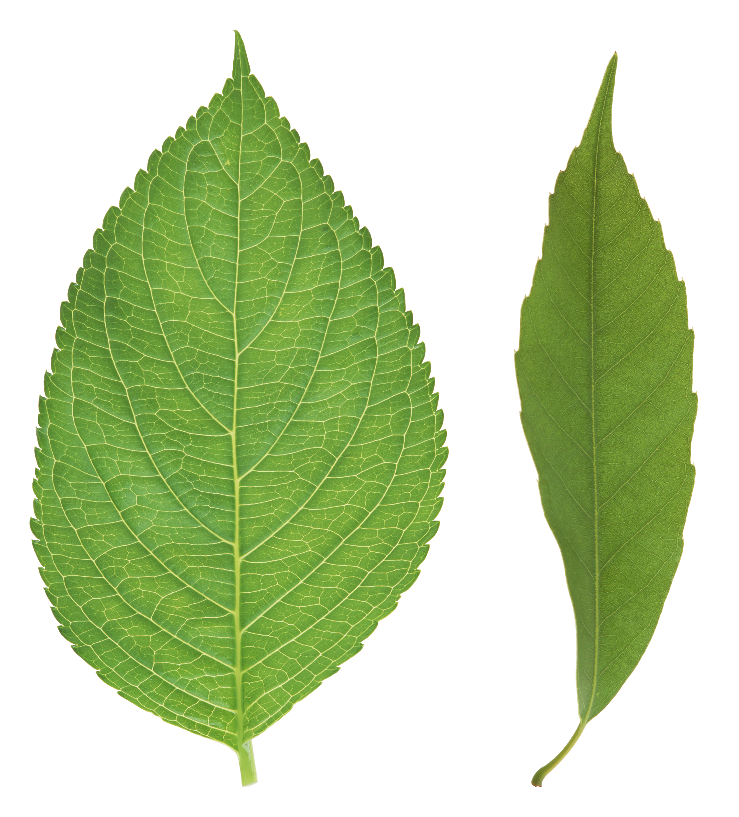 leaf download clip art clip art #9853