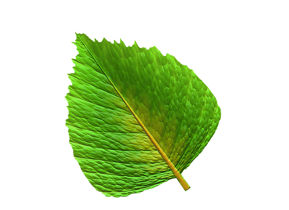 magnificent green leaf view png #9868