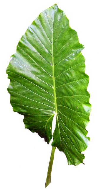 light green leaf, leaves image png #9877