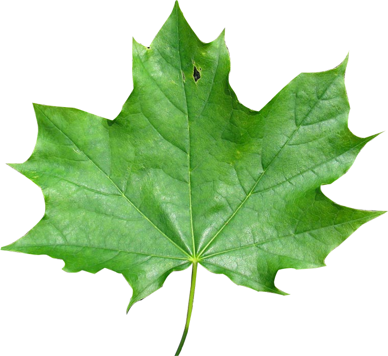close-up of grape leaves, simple and clean background #9847