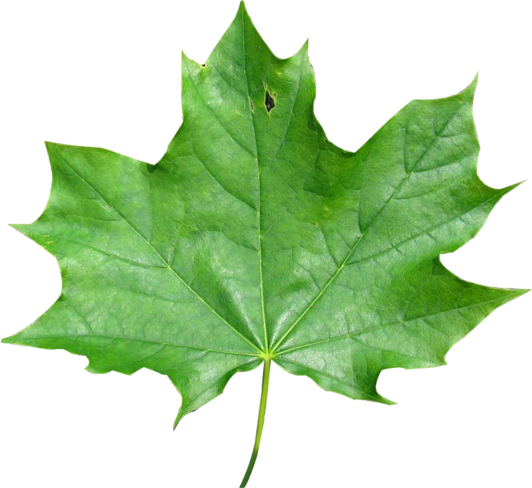 Leaf Images