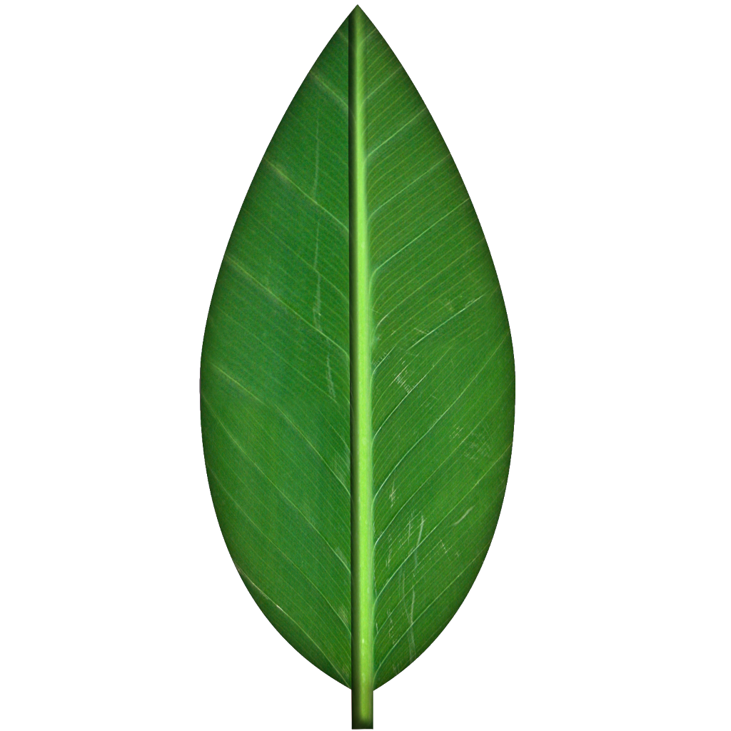 leaf vector png #9852