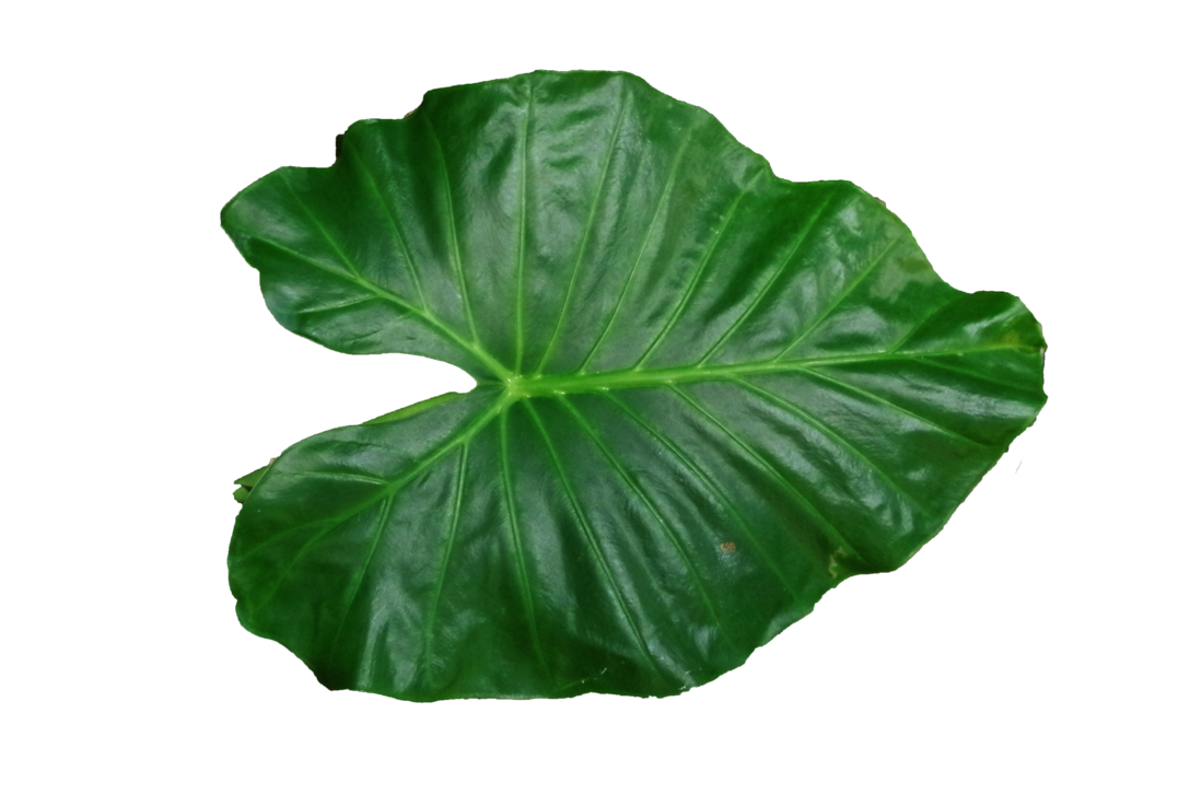 Leaf Png