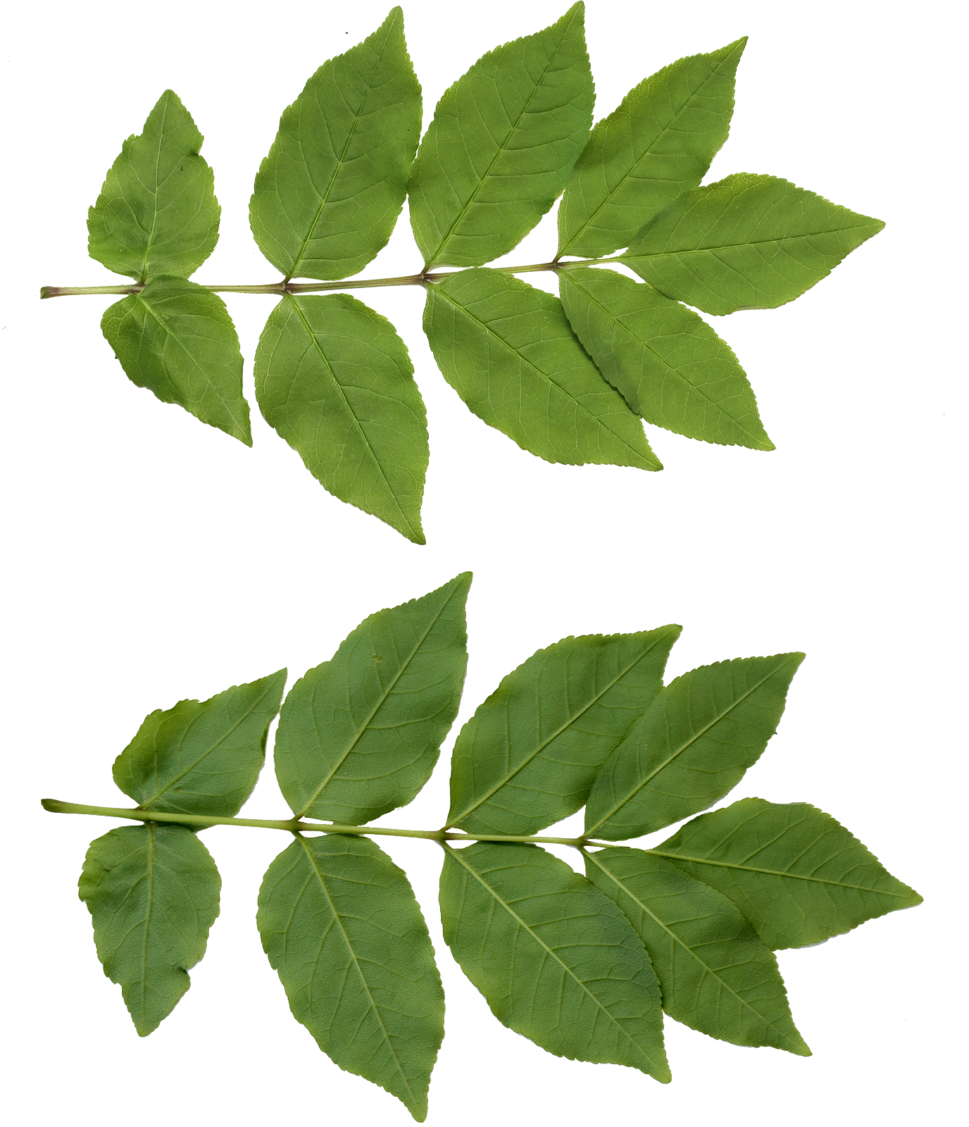 leaf texture png files texture #9869