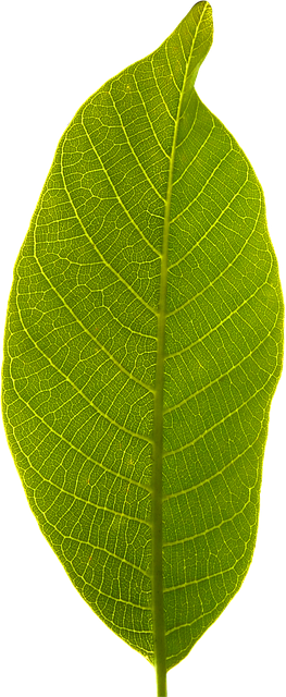 Leaf Png