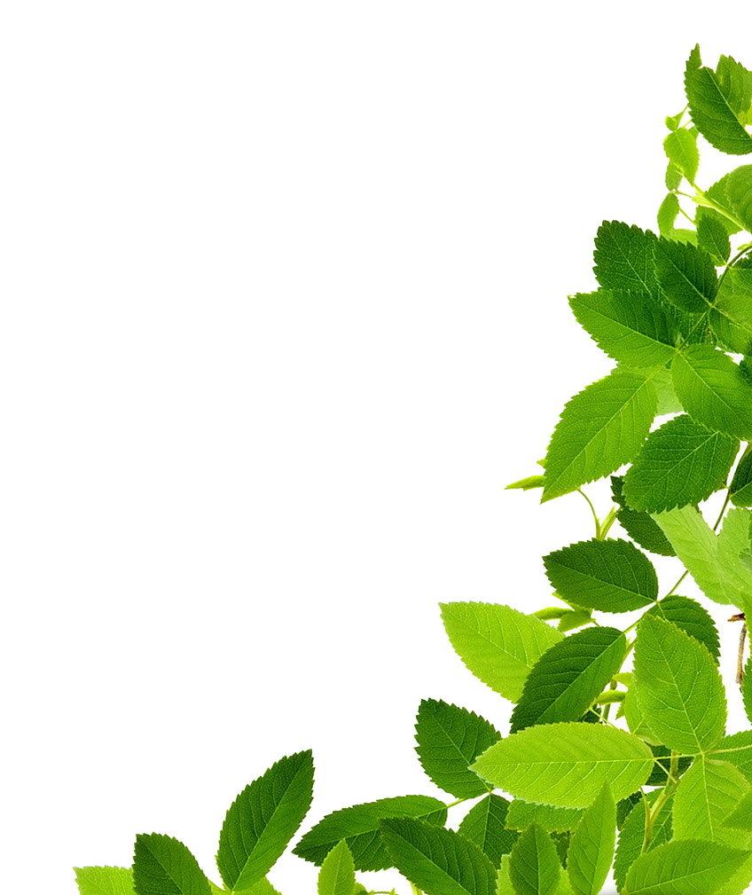 leaf right side corner transparent png #9882