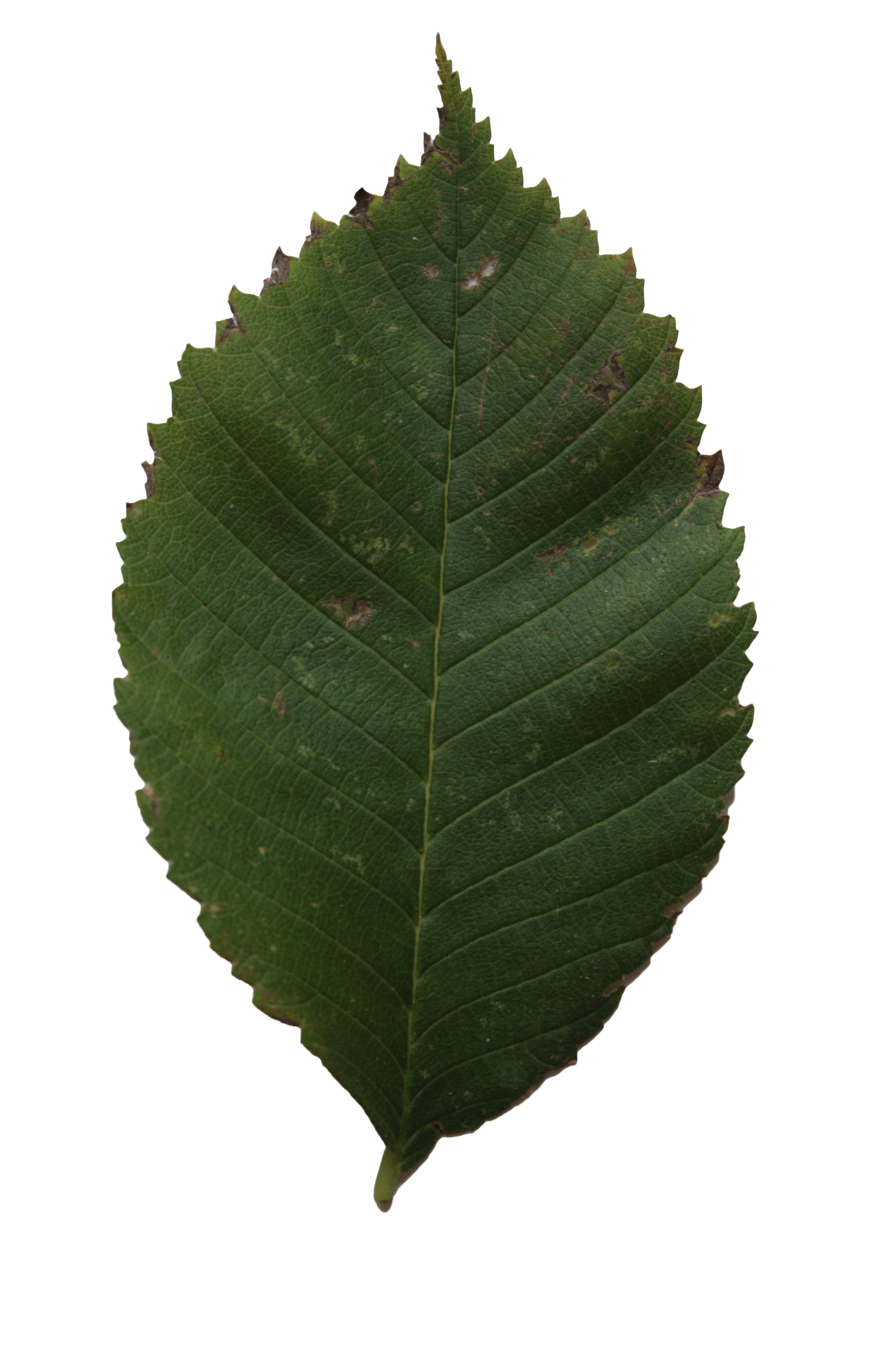 linden leaf texture cut out png #9859