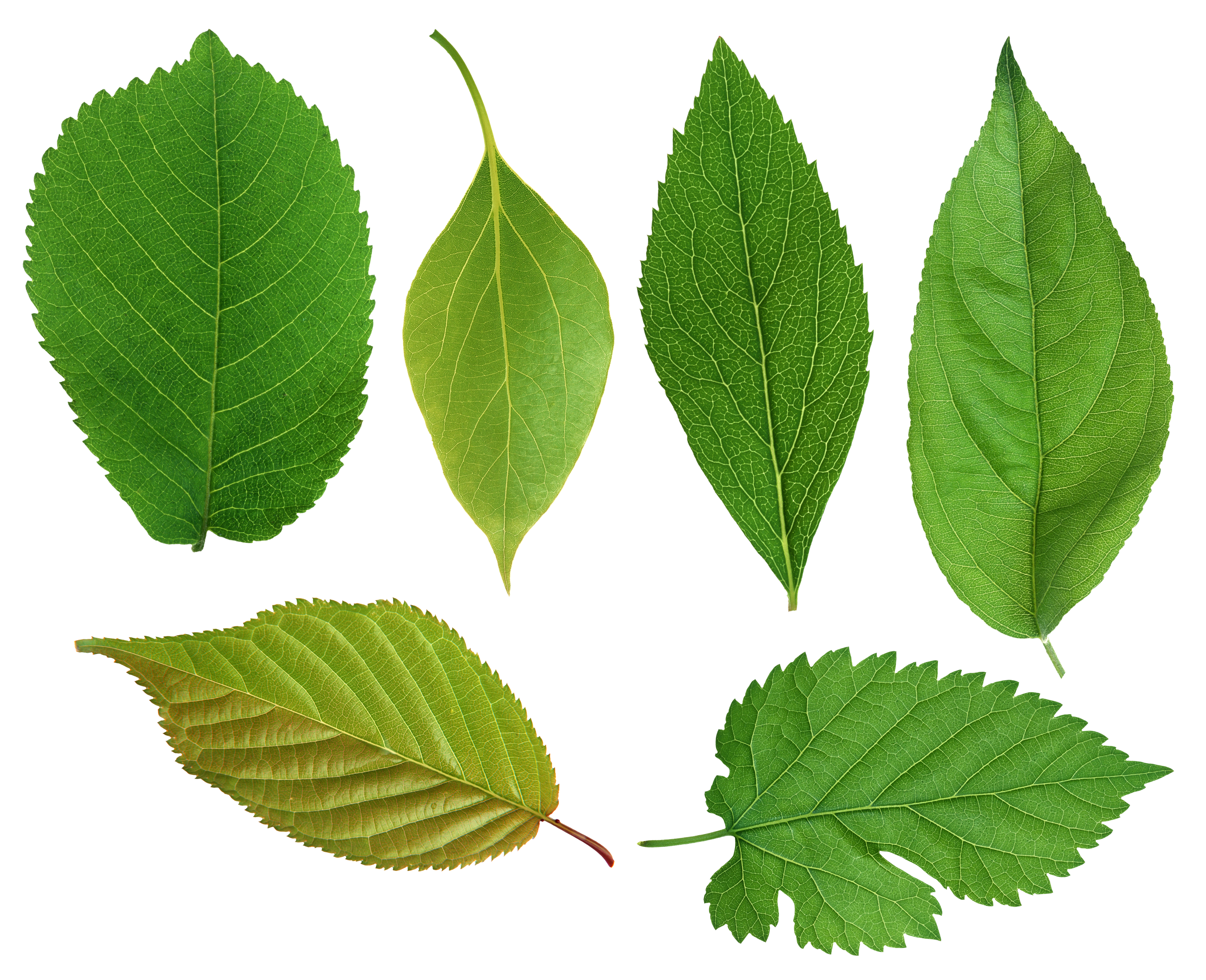 select ideal leaf png images #9844