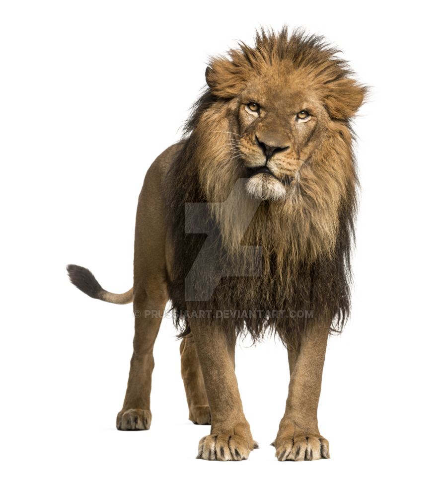 Lions PNG Images And Lion Clipart, Free Download - Free Transparent PNG  Logos