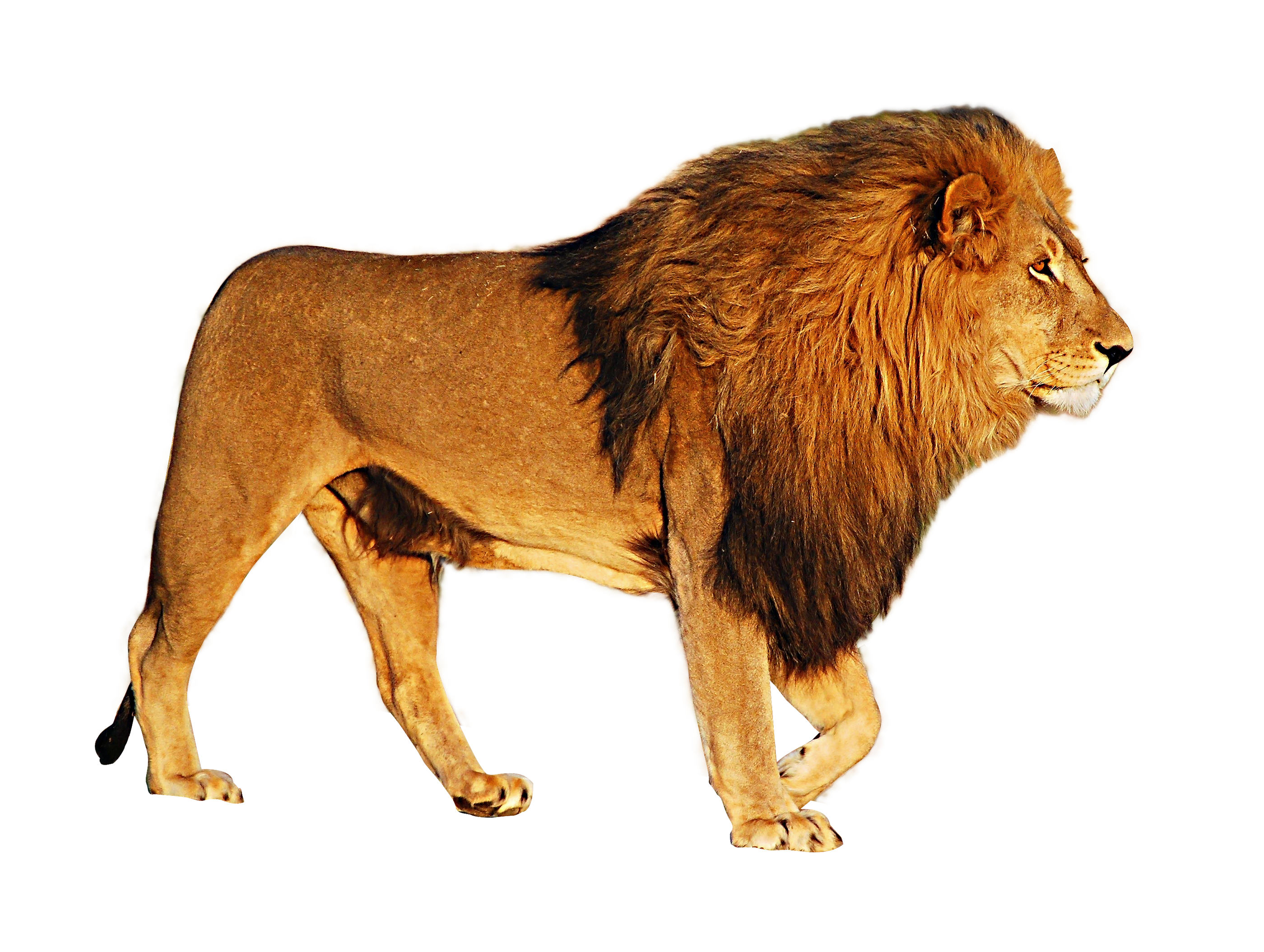 angry lion png images #11218
