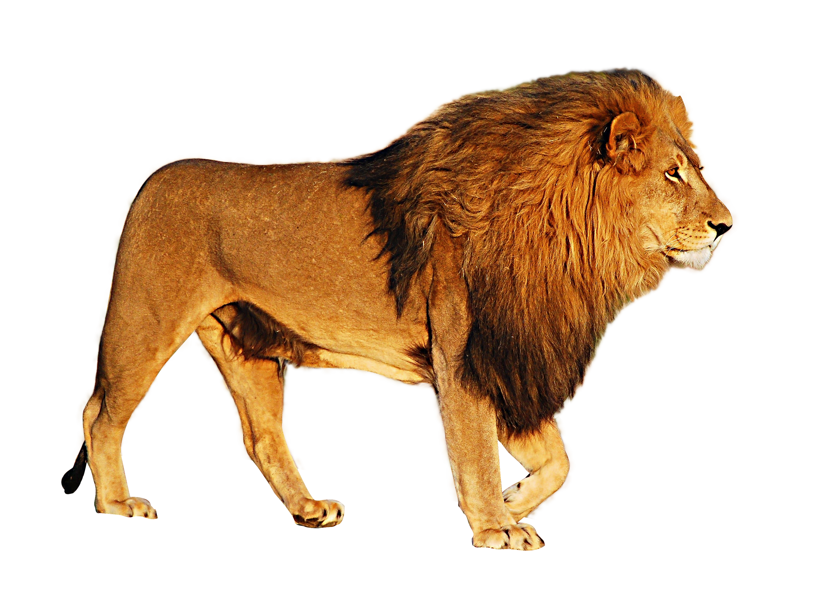 Lions PNG Images And Lion Clipart, Free Download