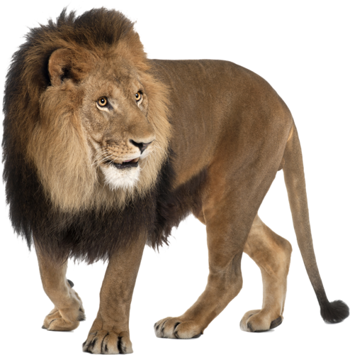 angry lion png images #11302