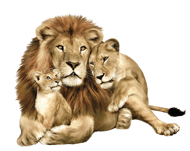 download lion png image image download picture lions #11223