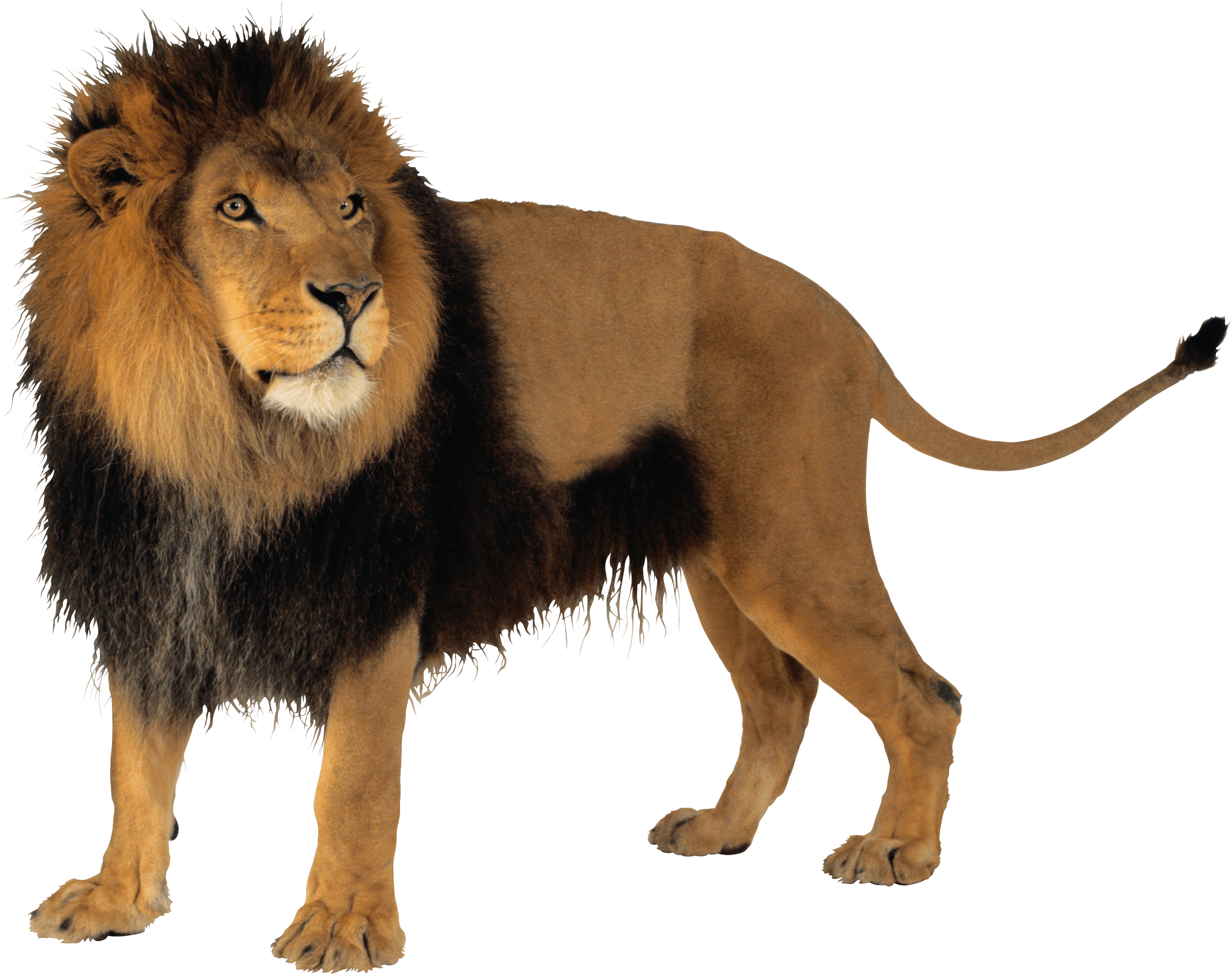 download lion png image png image pngimg #11259