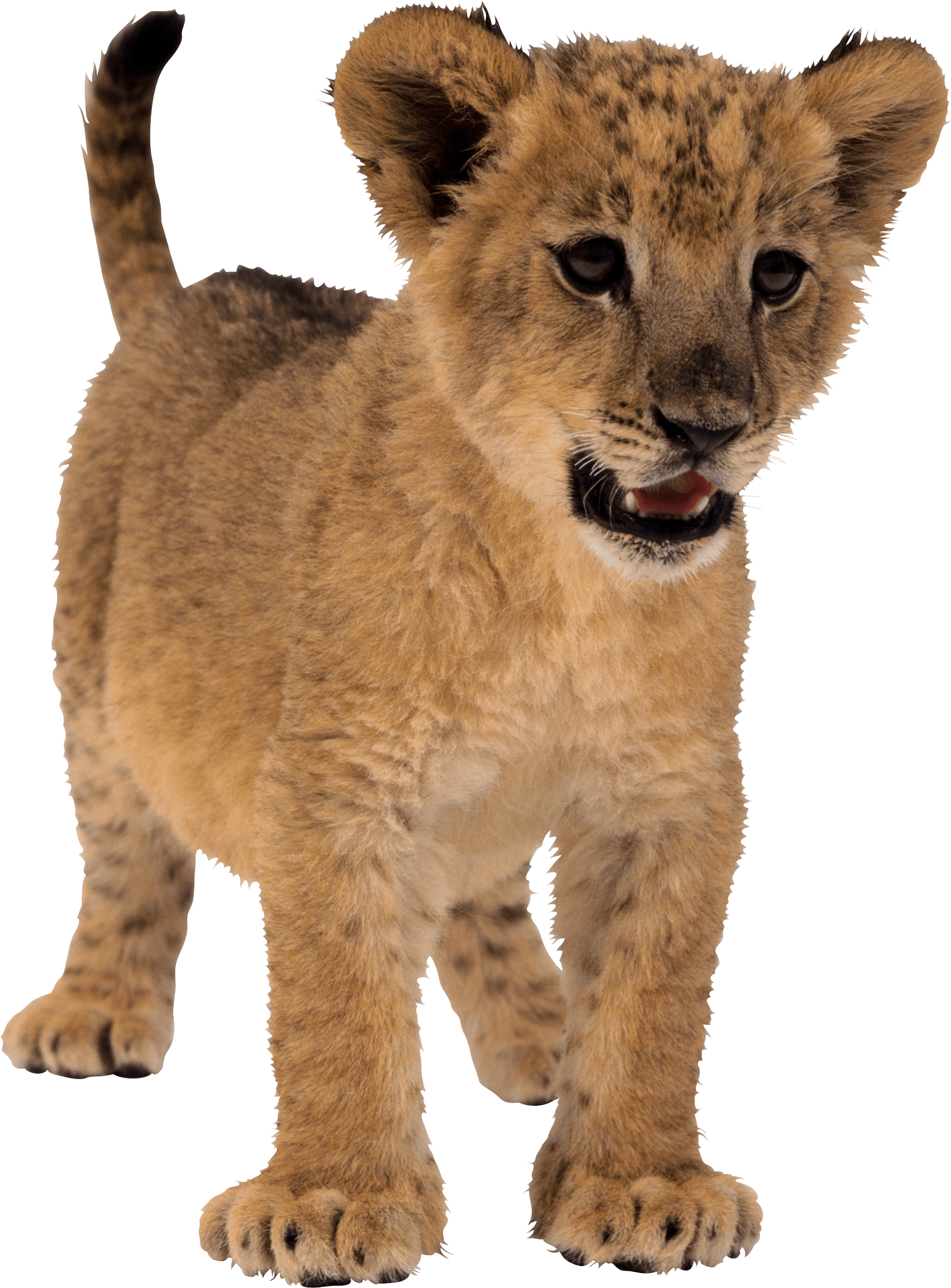 download small lion png image png image pngimg