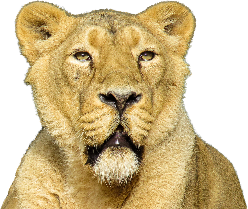 isolated animal lion photo pixabay #11293