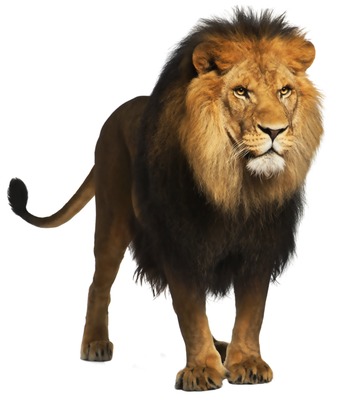 lion #11270