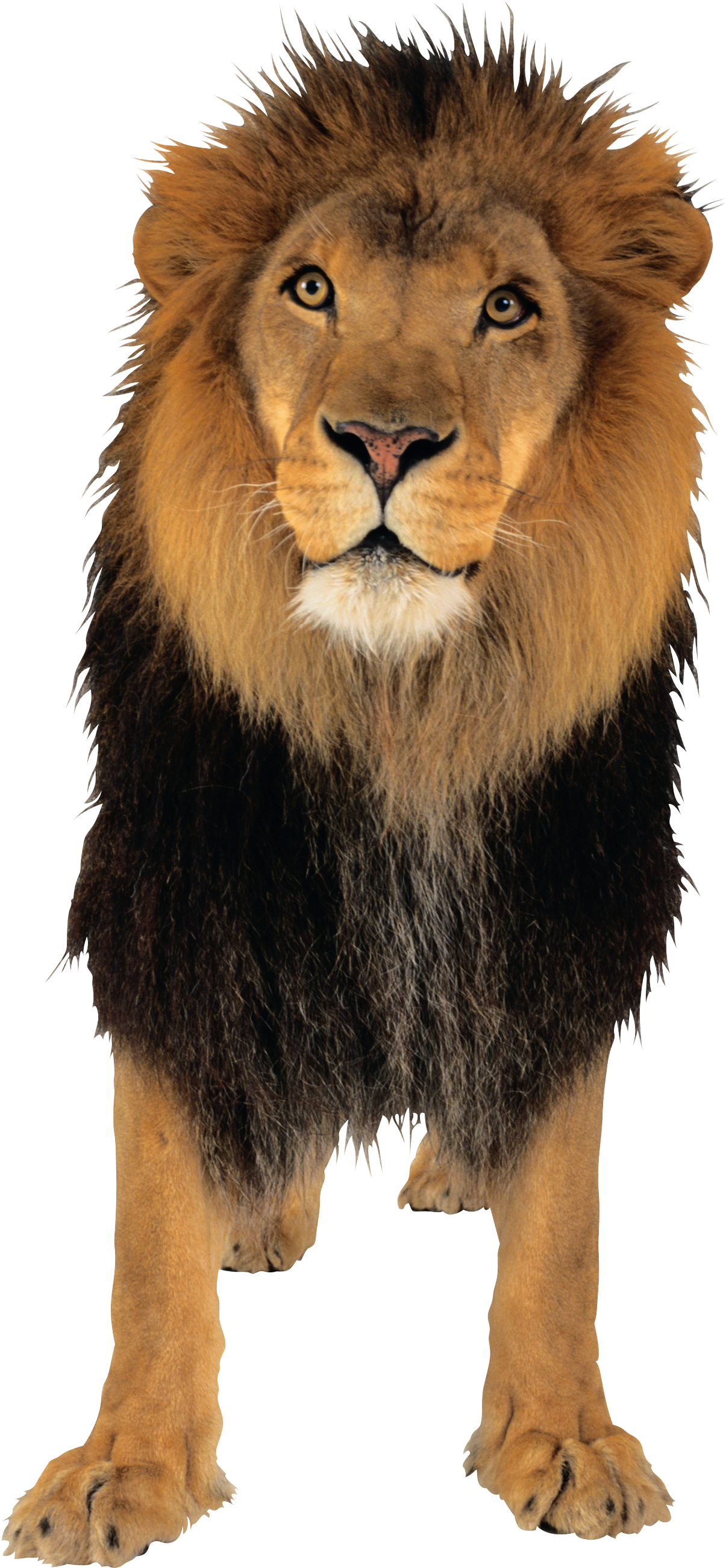 lion png #11221