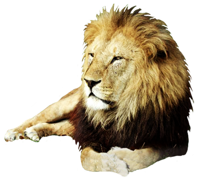 lion png animal clip art #11304