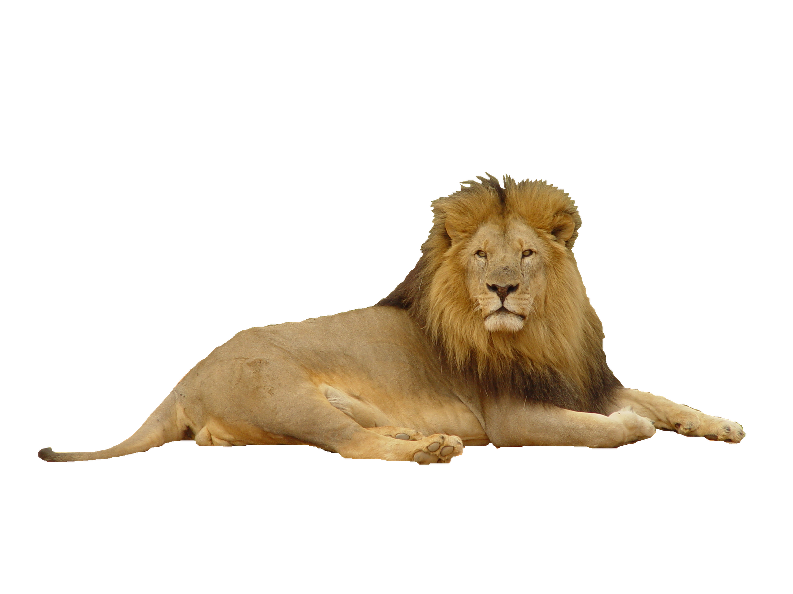 lion png photoscape editor manipulation friends king jungle #11217