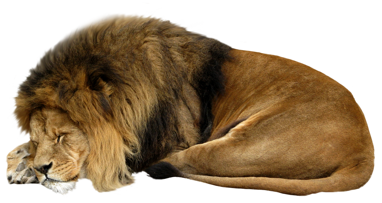 Lions PNG Images And Lion Clipart, Free Download - Free Transparent PNG  Logos